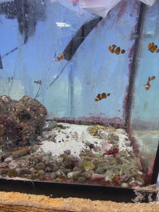 Tropical Lagoon Aquarium - Local Fish Stores Near Me - Silver Spring, Maryland