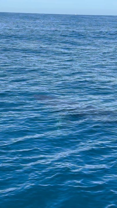 Next Level Sailing - Humpback Whale - Boat Charters Near Me - San Diego, California