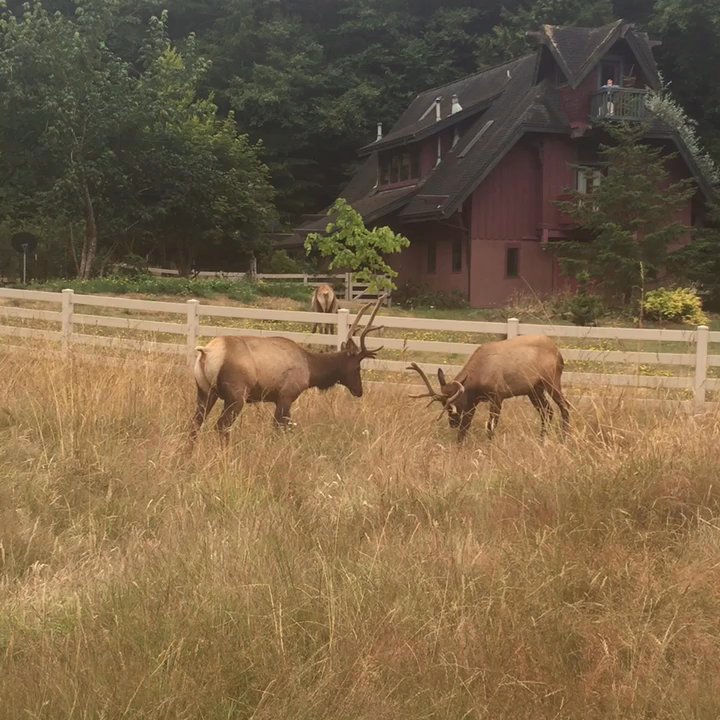 Elk Meadow Cabins - Though was going to see a fight but nop - Vacation Rentals Near Me - Orick, California