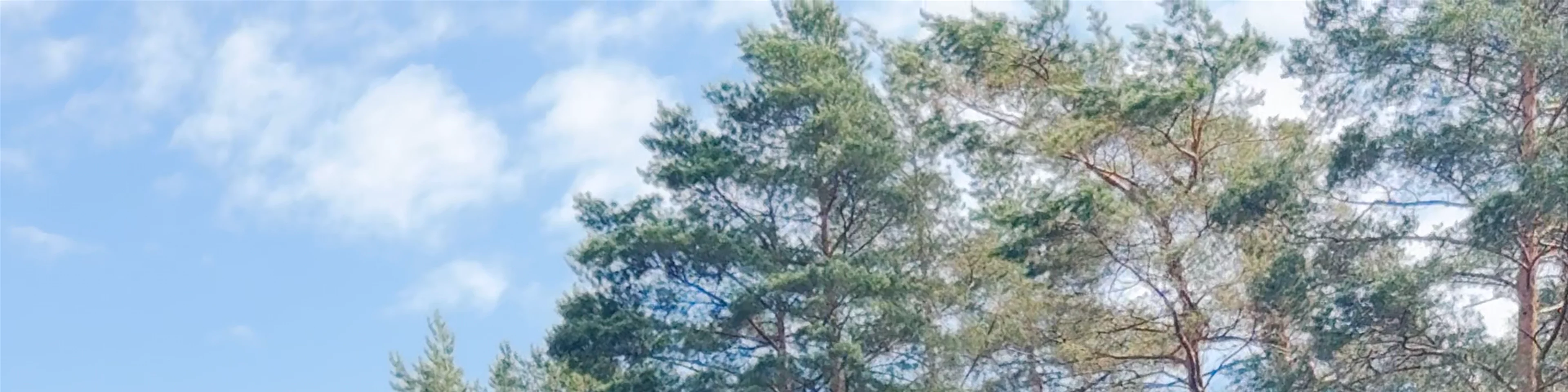 Māja kokā "Čiekurs" un "Baltais čiekurs"
