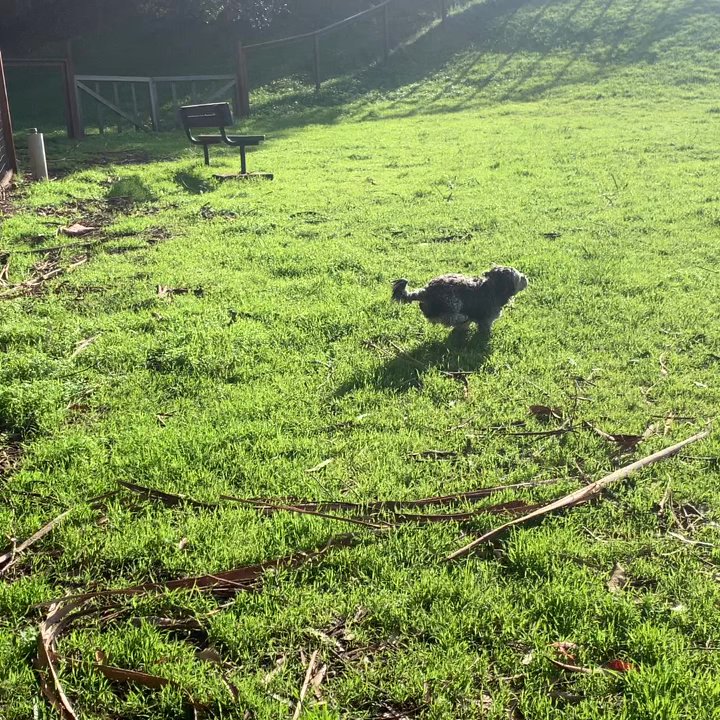 Hercules Dog Park - Happy puppy! - Dog Parks Near Me - Hercules, California