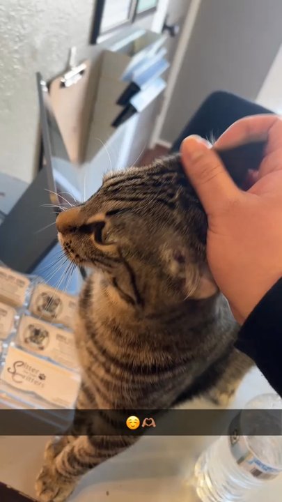 Chico Cat Cafe - Great environment! The cats were very playful and so sweet. We encourage you to visit at least once. It's $10 to go in. I highly recommend - Pet Adoption Near Me - Chico, California