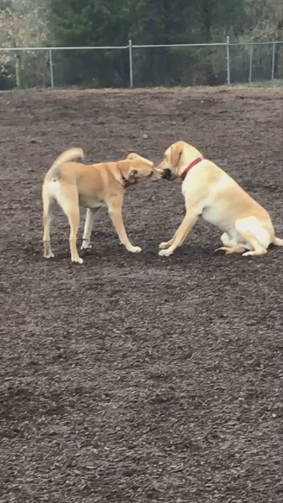 Talley Day Bark Park - Two regular pups arguing over who gets to chew up a tennis ball - Dog Parks Near Me - Wilmington, Delaware