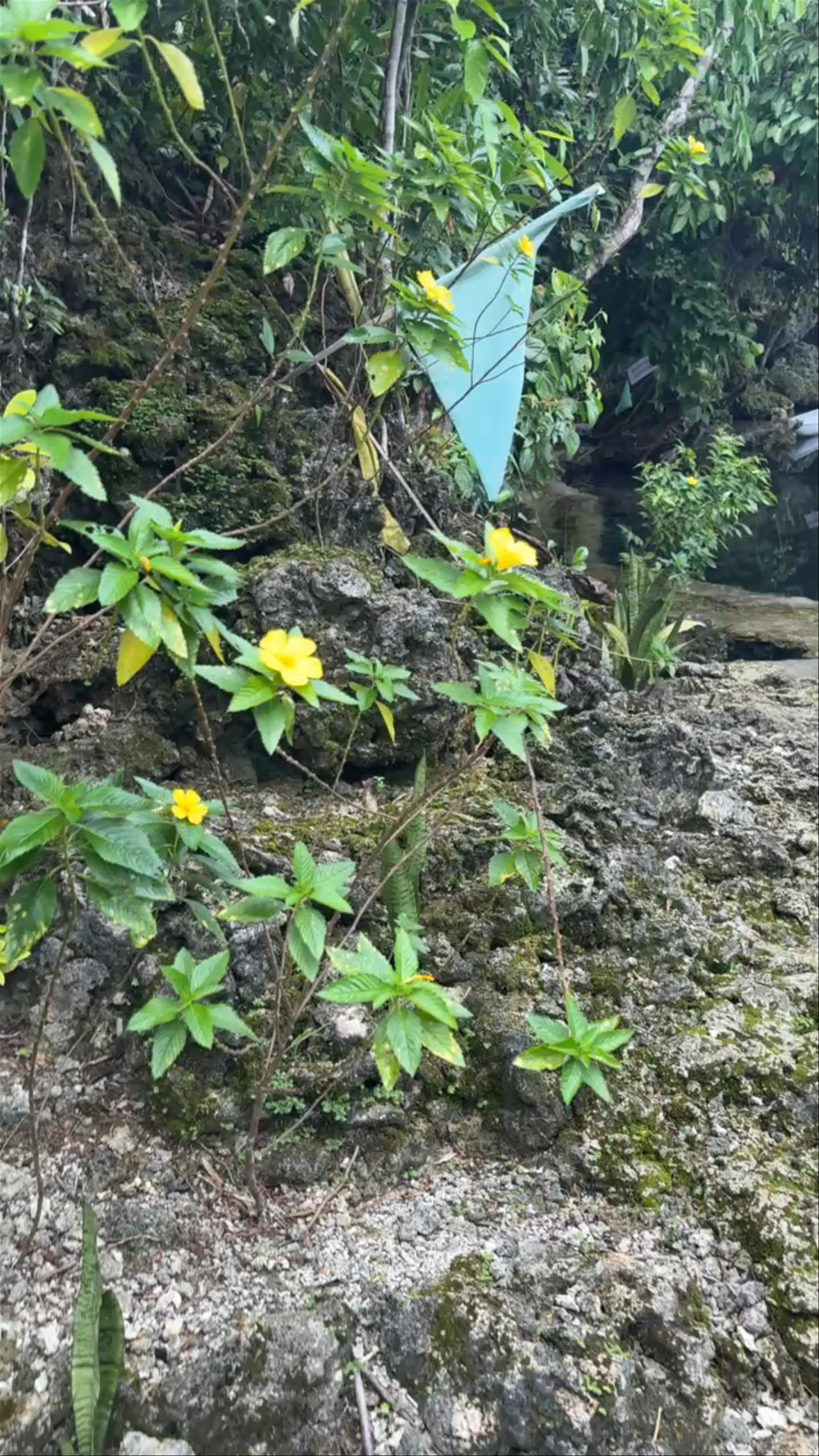 Tigasao Linaw Lagoon Eco- Tourism
