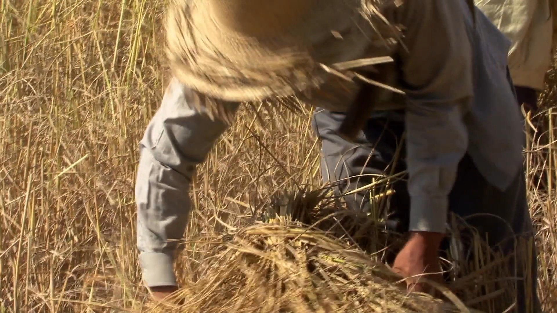 Farmers manually harvest mature rice crops in a sunlit field using traditional hand tools and collect the grain into baskets.