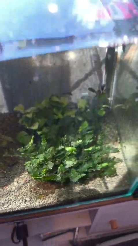 Indo Fern - new to the UK market! Medium clump