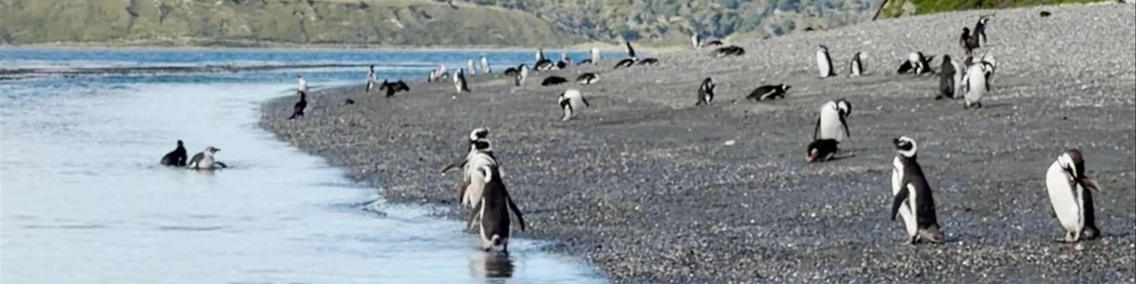 Isla Martillo