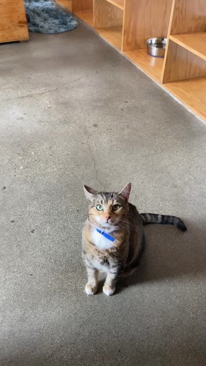 Catfe - These cats were so cute - Cafes Near Me - Vancouver, British Columbia