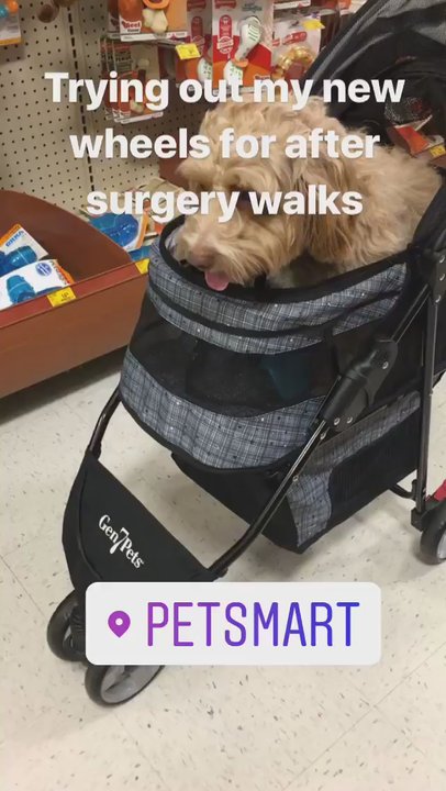 Marshalls HomeGoods - Pet stroller $80. - Discount Store Near Me - Houston, Texas