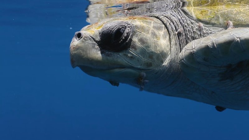 Green Sea Turtle poster