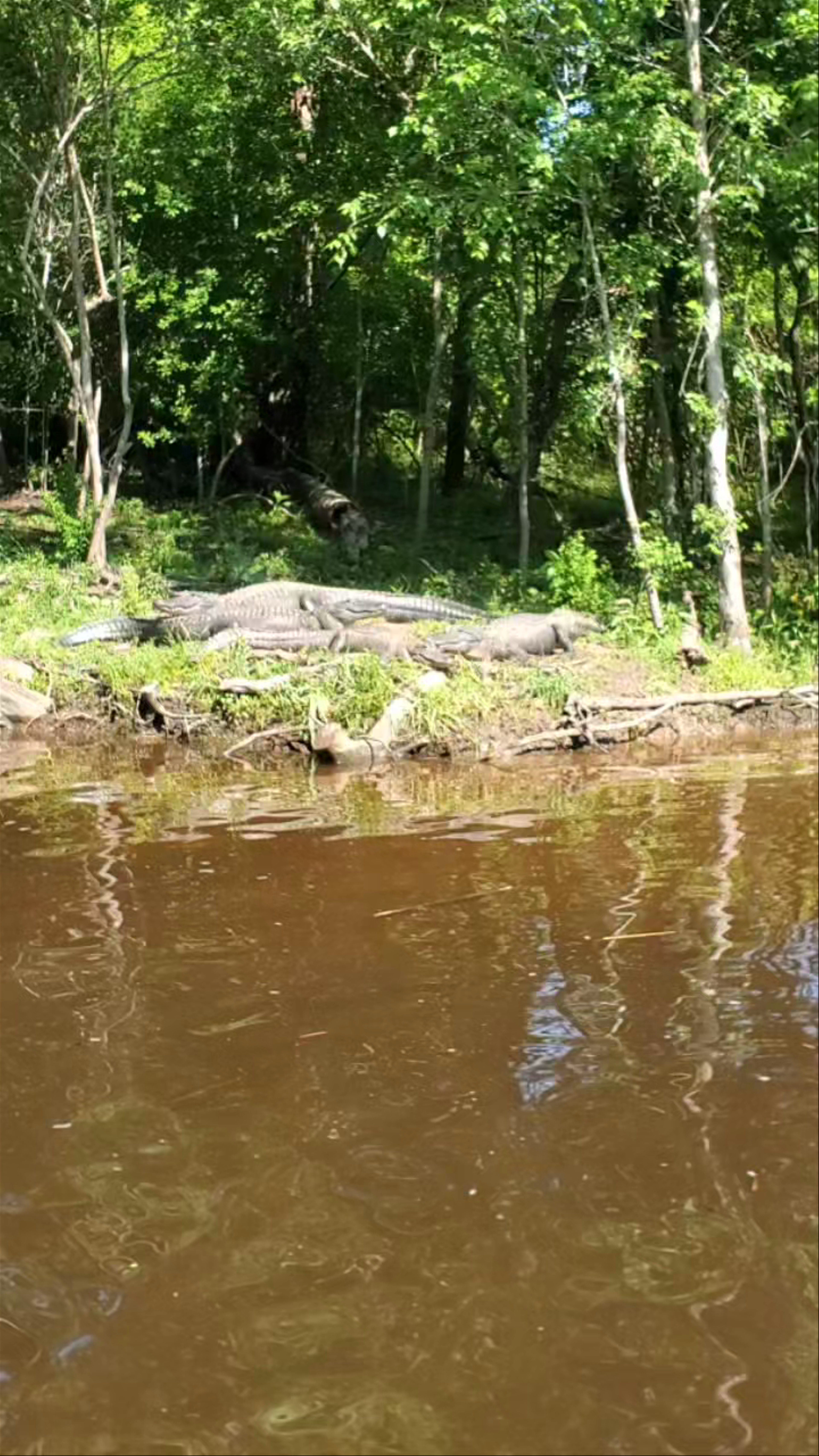 Cajun Pride Swamp Tours