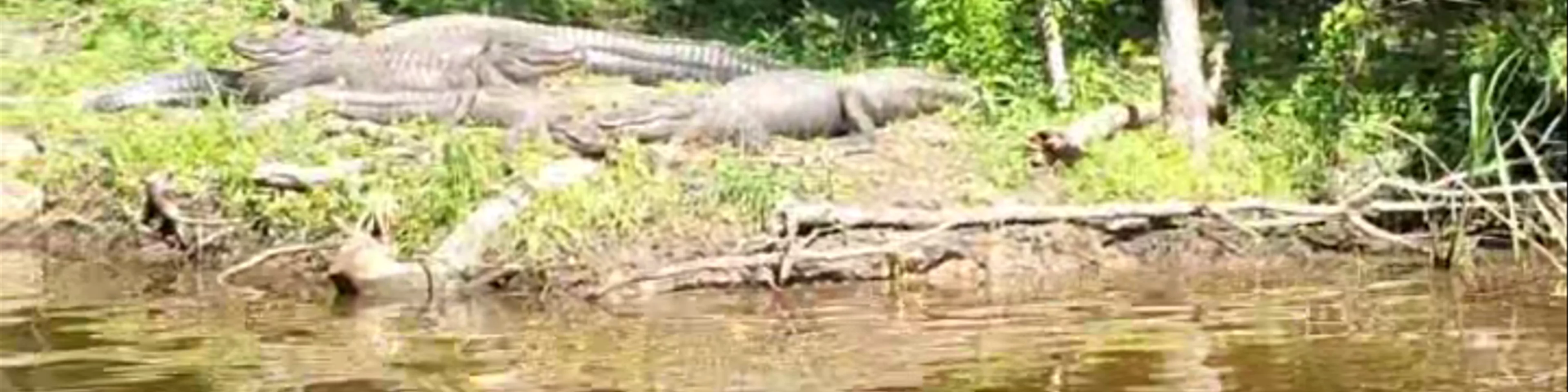 Cajun Pride Swamp Tours