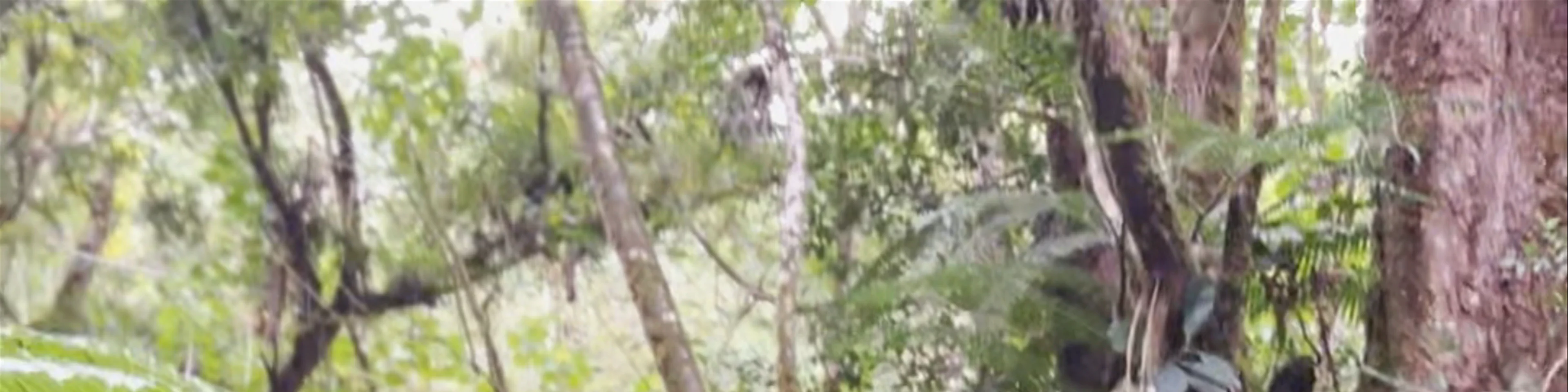 Manoa Falls