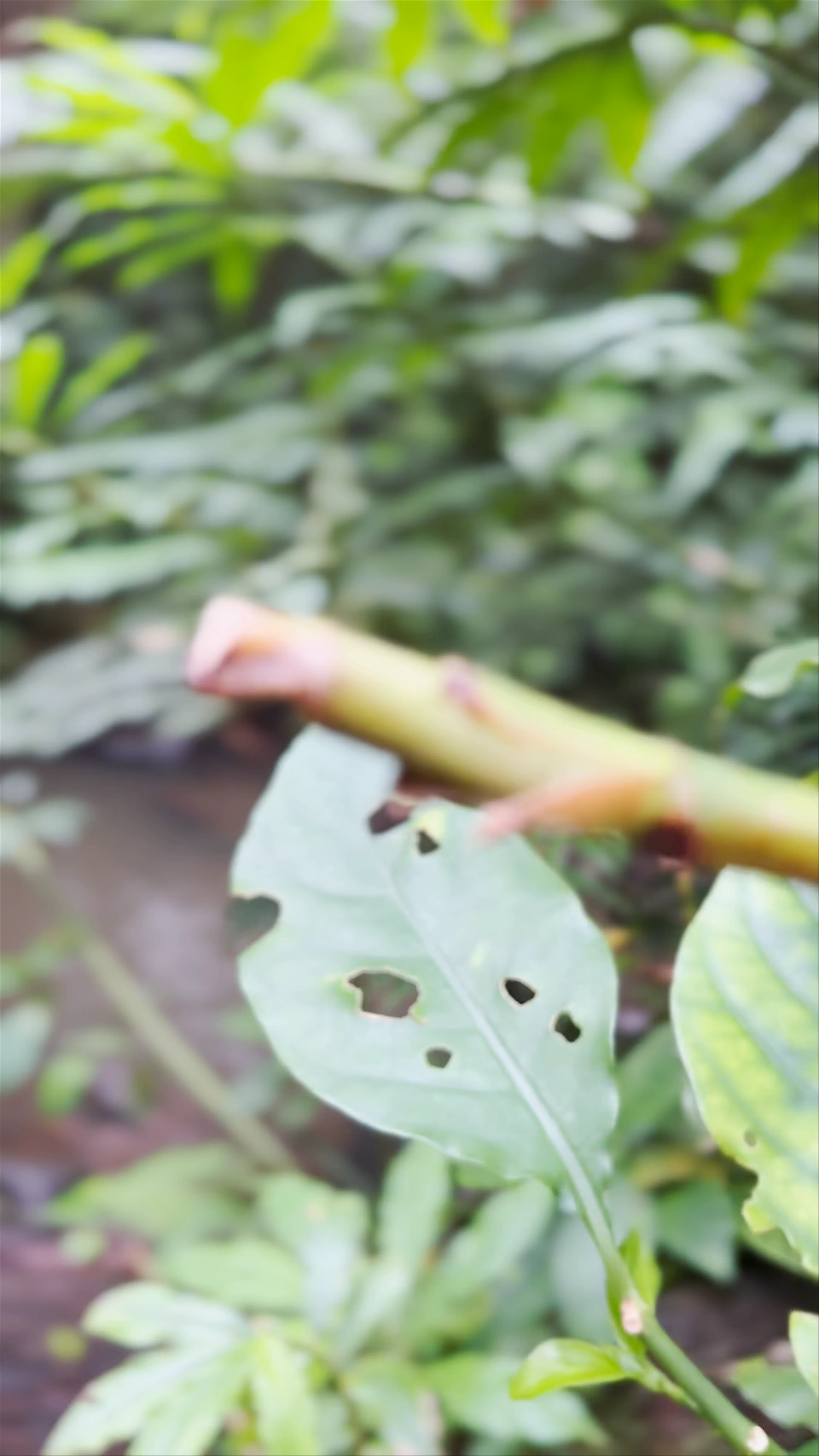 Manoa Falls