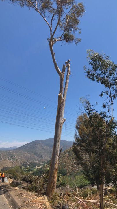 A+ Tree Service - Tree Services Near Me