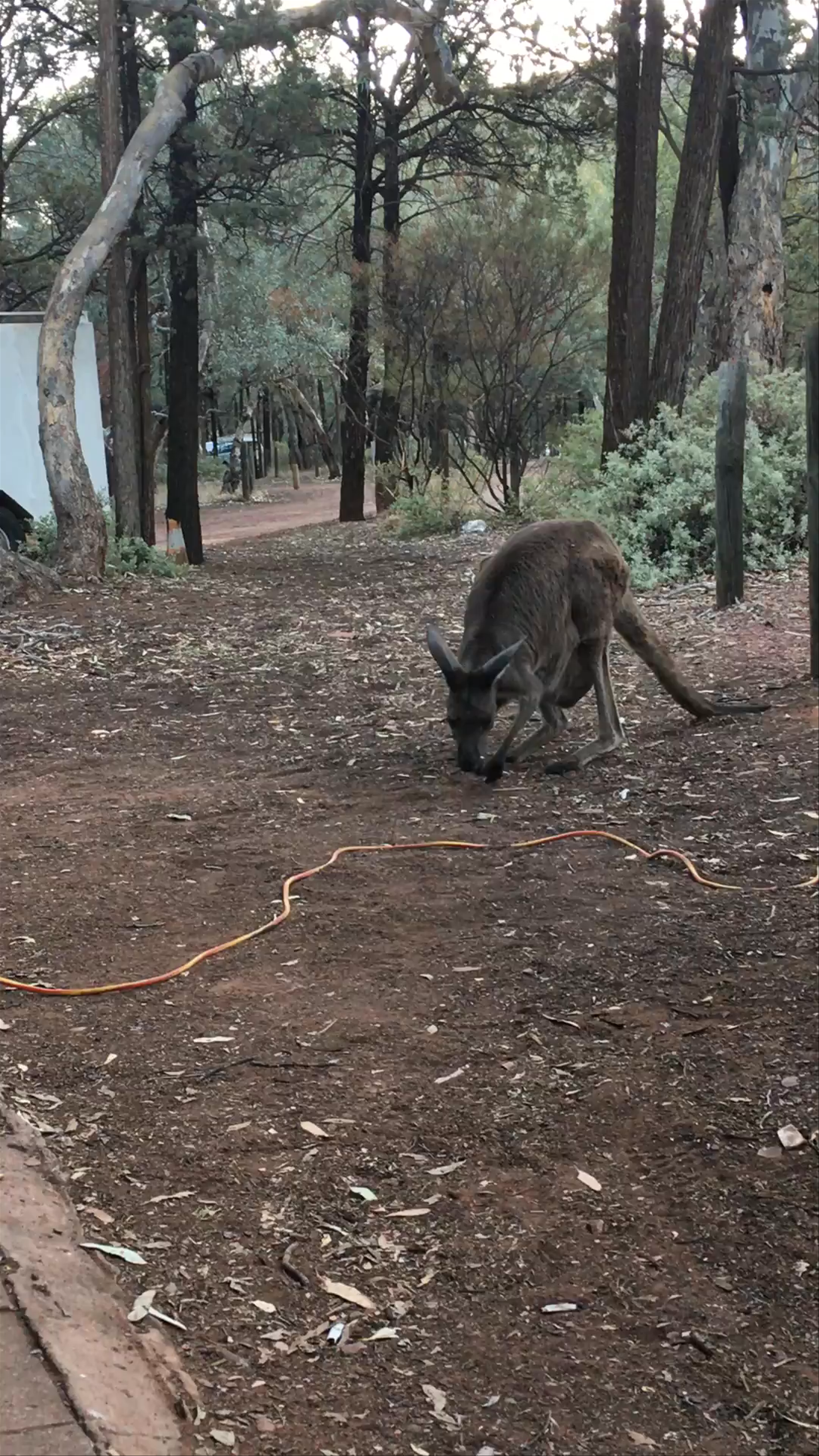 Flinders Ranges National Park