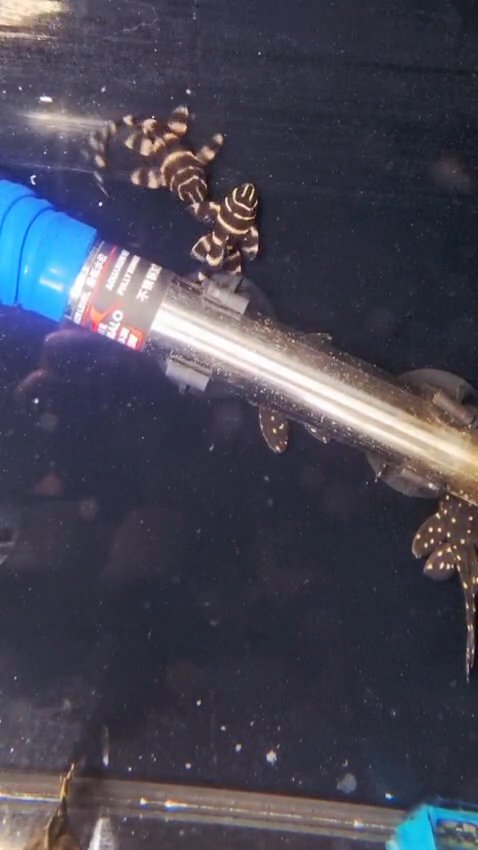 L204 Flash Pleco