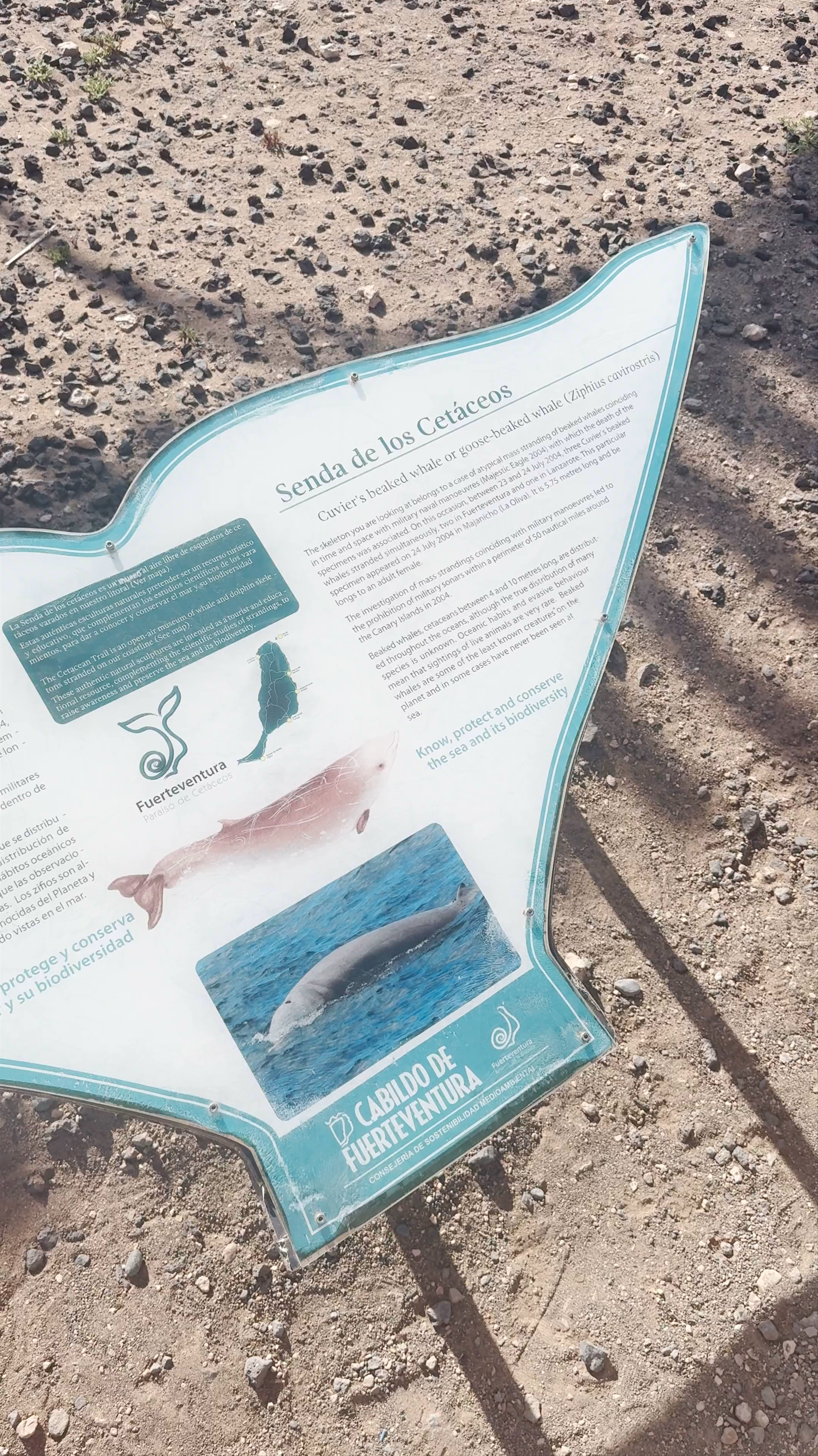 Ziphius cavirostris skeletal