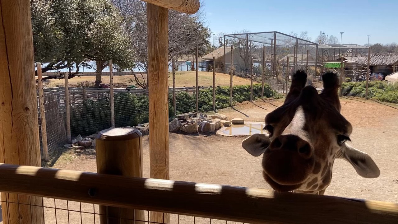 Abilene Zoo - Giraffe enclosure - Zoos Near Me - Abilene, Texas