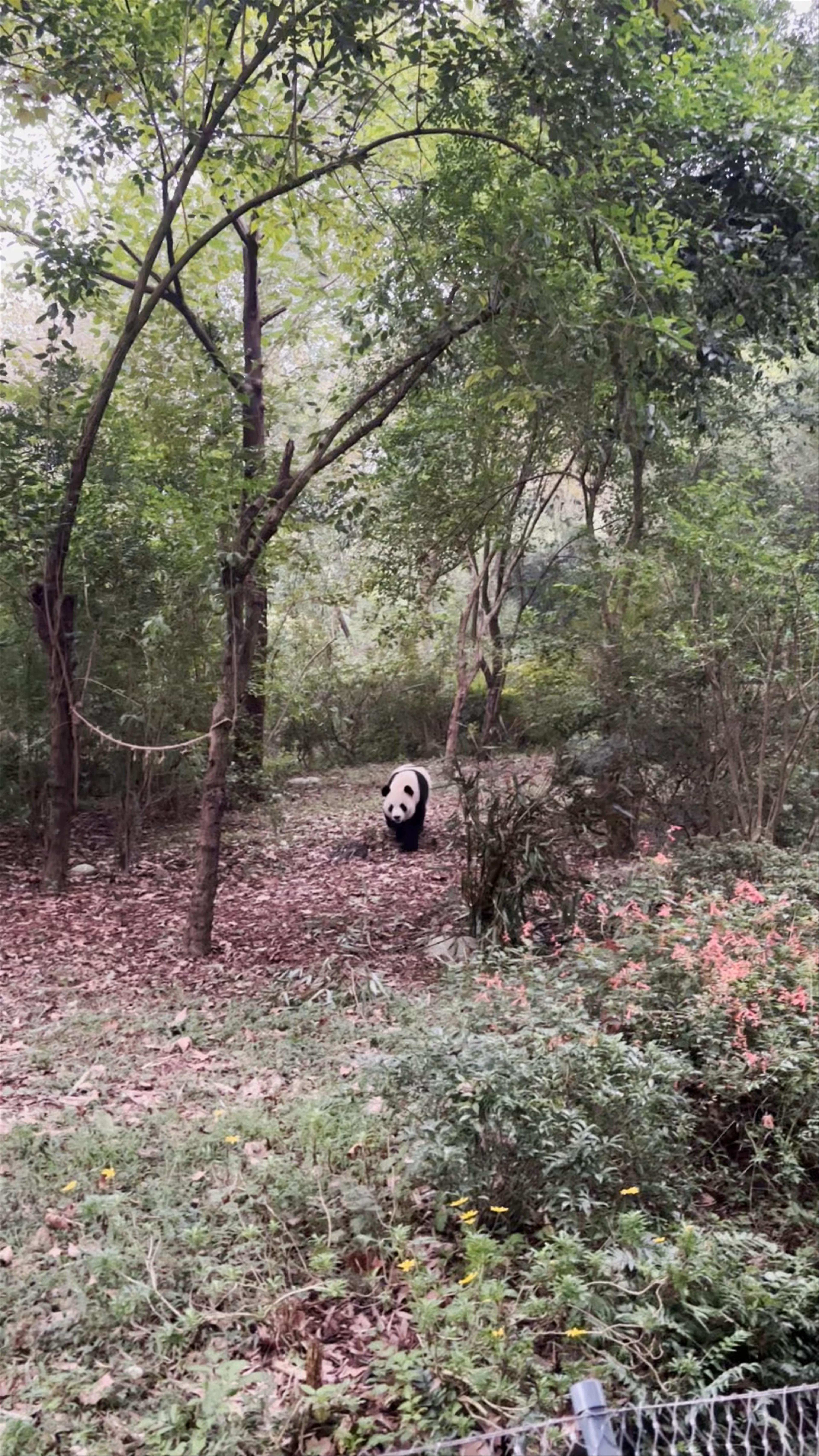 Chengdu Research Base of Giant Panda Breeding