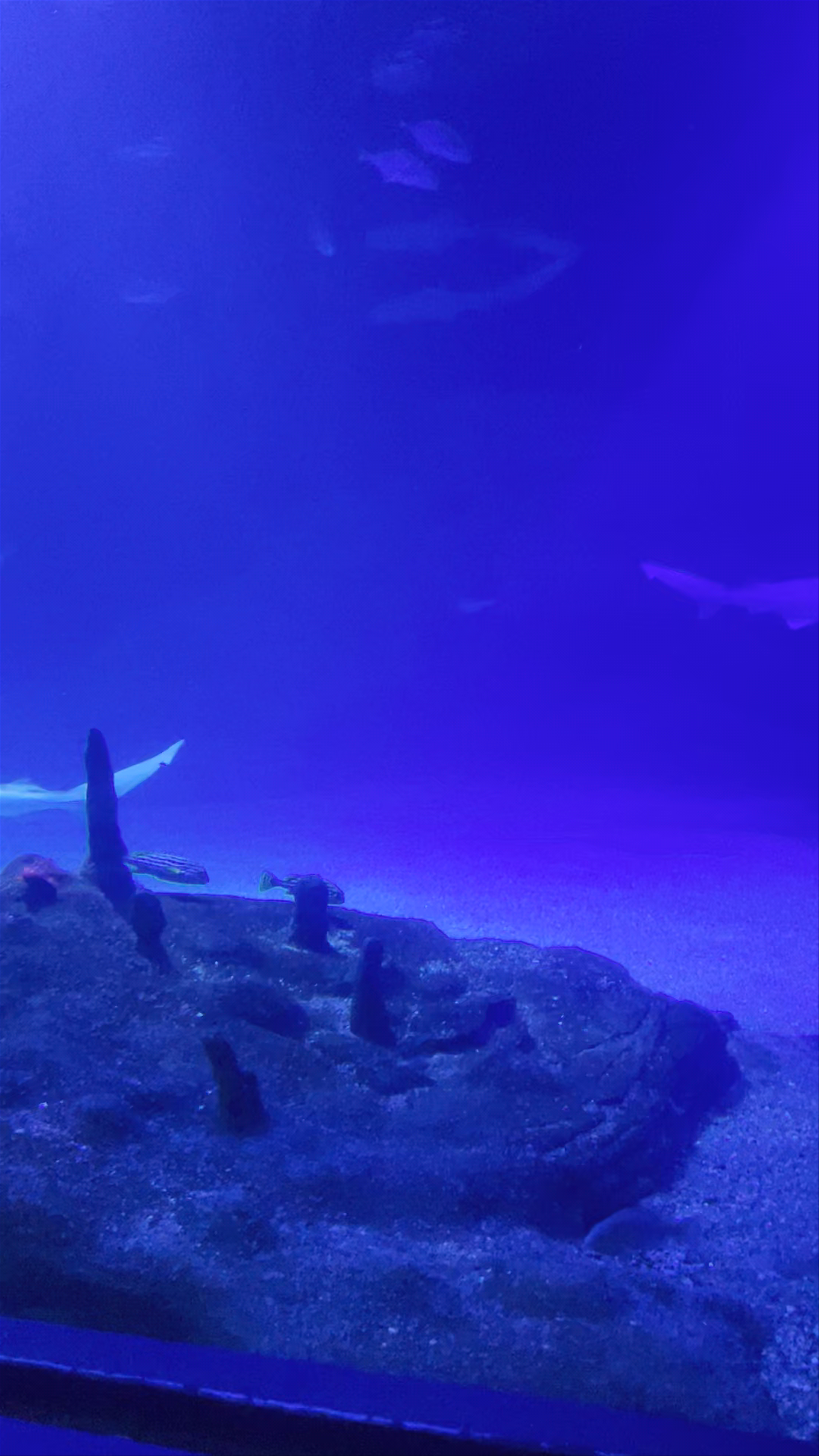 Oceanogràfic València