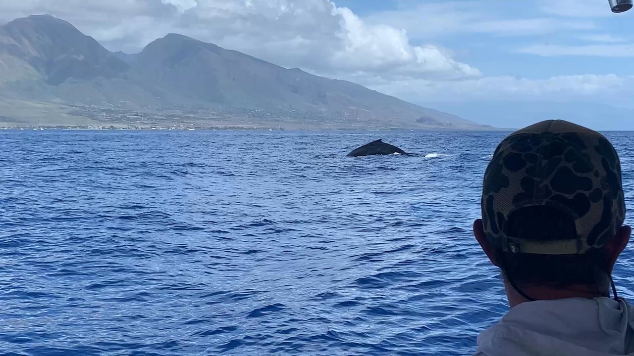 Makai Adventures - Breaching whales - Boat Charters Near Me - Lahaina, Hawaii