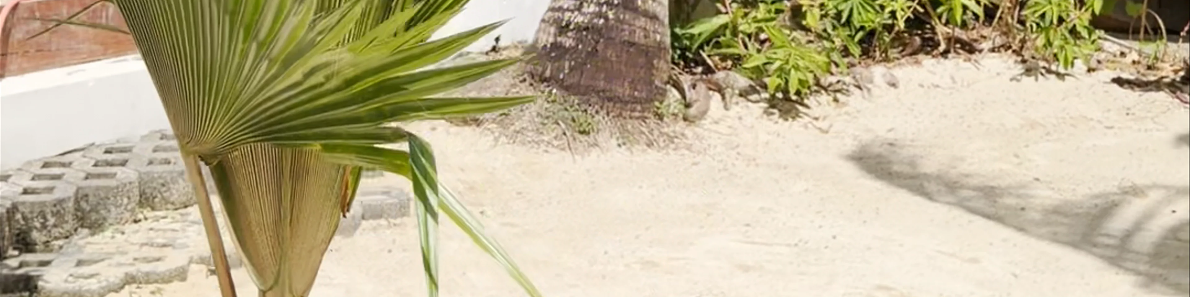 Banana Sea Club - bar and watersports seychelles