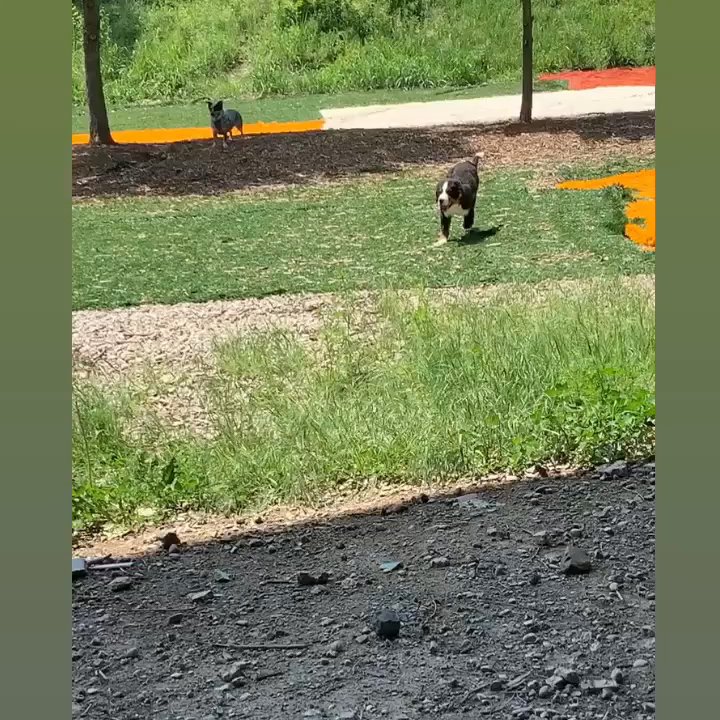 Fido Field - Dog Parks Near Me - Cincinnati, Ohio