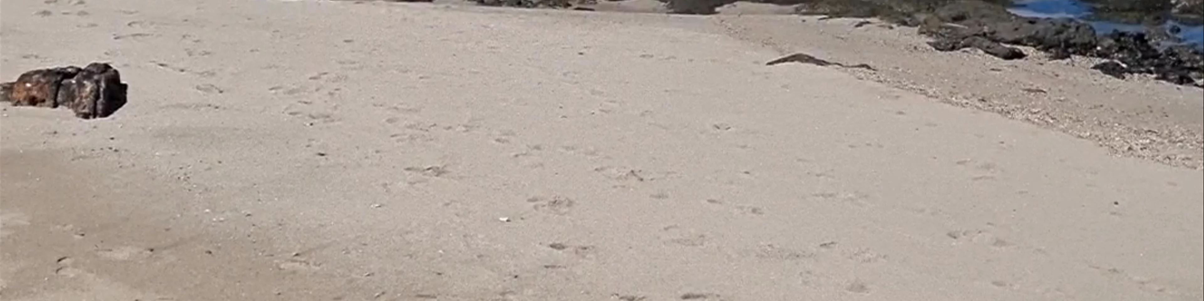 Playa Langosta