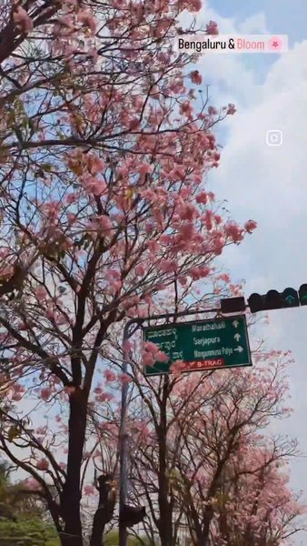 Photo of Bengaluru's Very Own