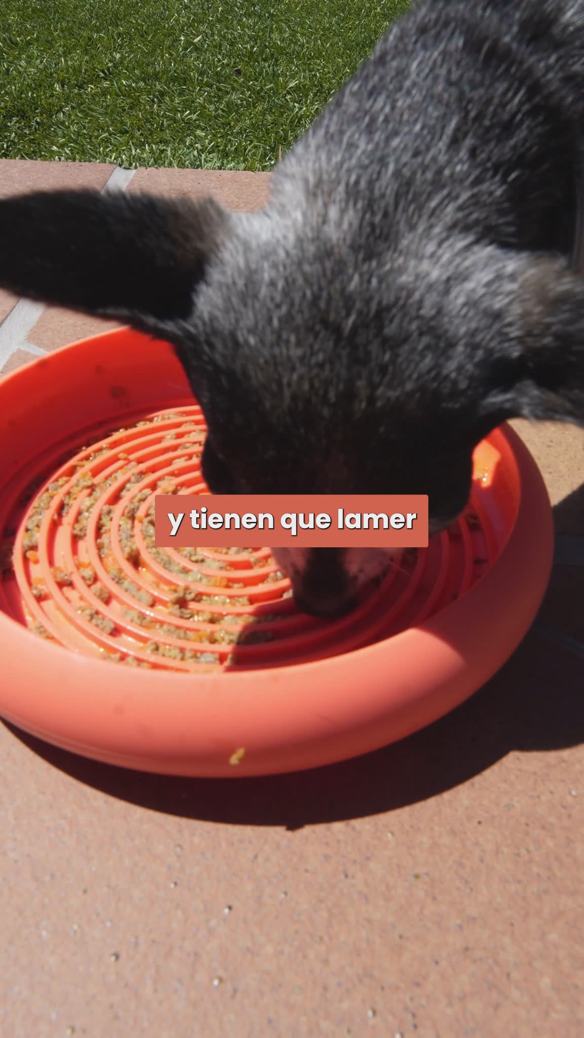 Vídeo UGC 3 de Pol