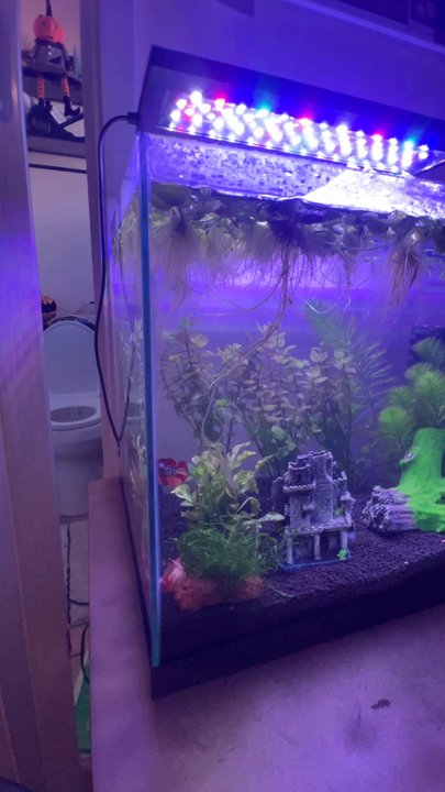 SF Aquatic - Our 10 Gallon everything you see was purchased from them - Aquariums Near Me - Walnut Creek, California