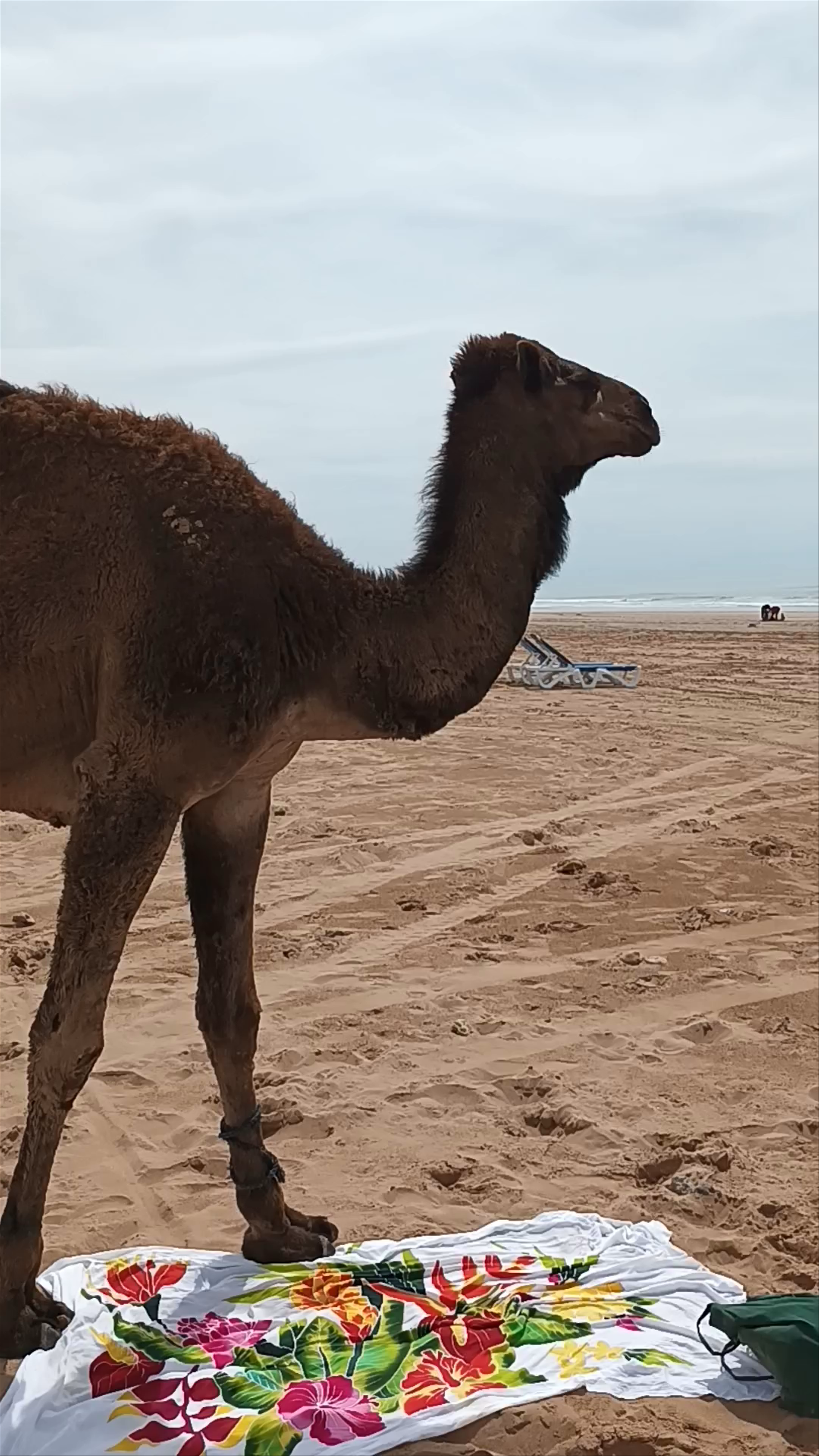 Sidi Kaouki plage