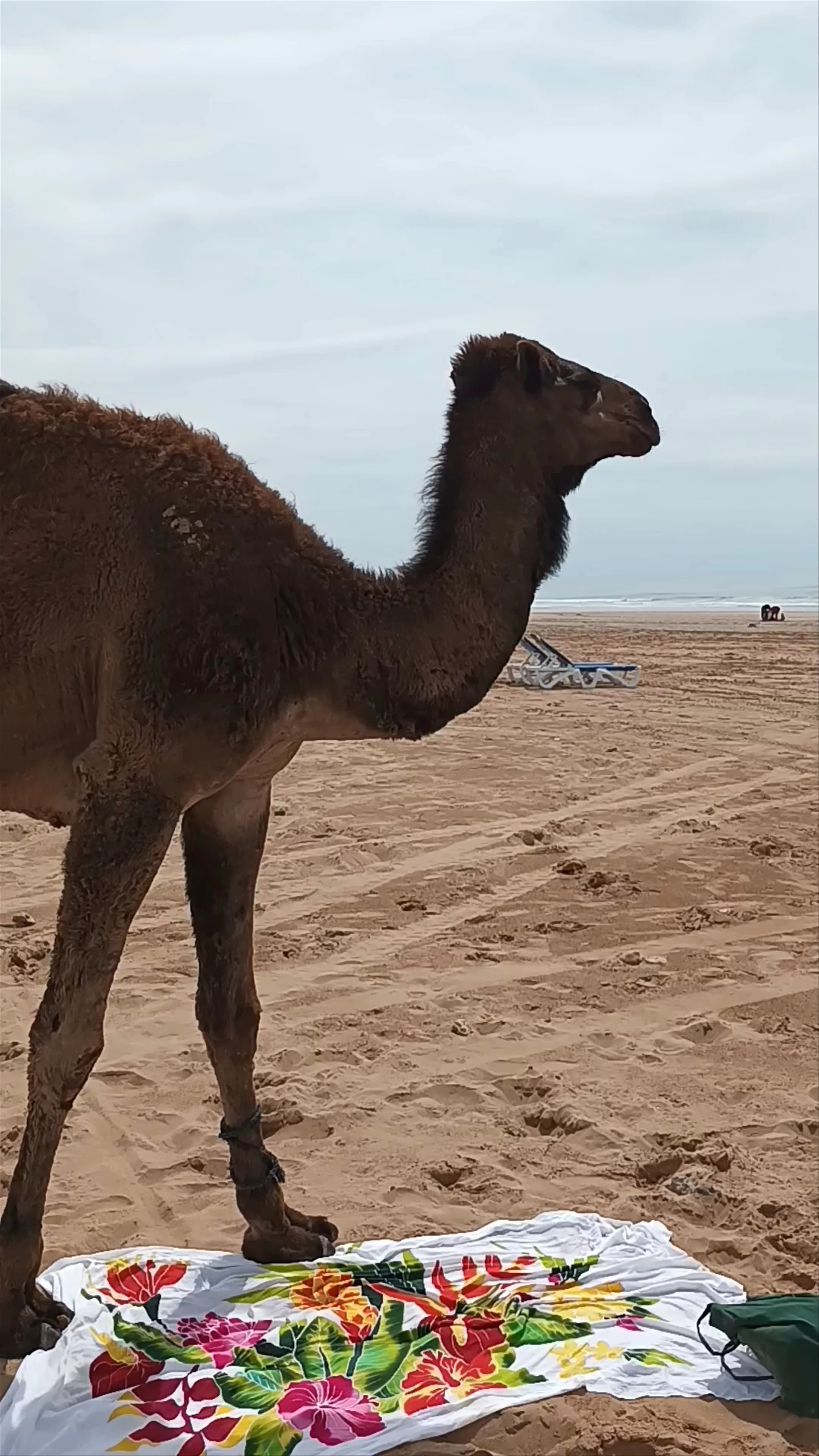 Sidi Kaouki plage