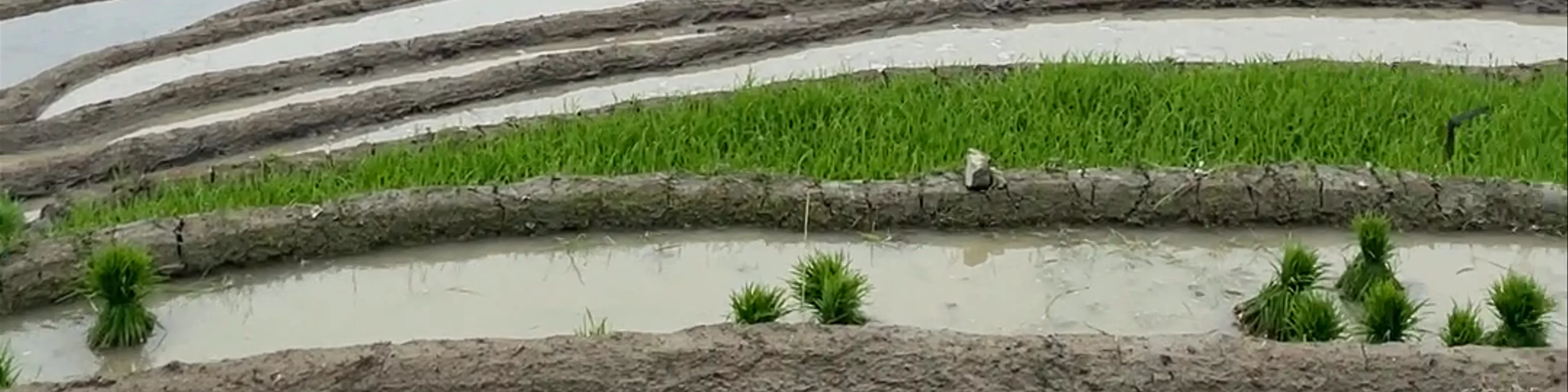 Mama Sung Sapa