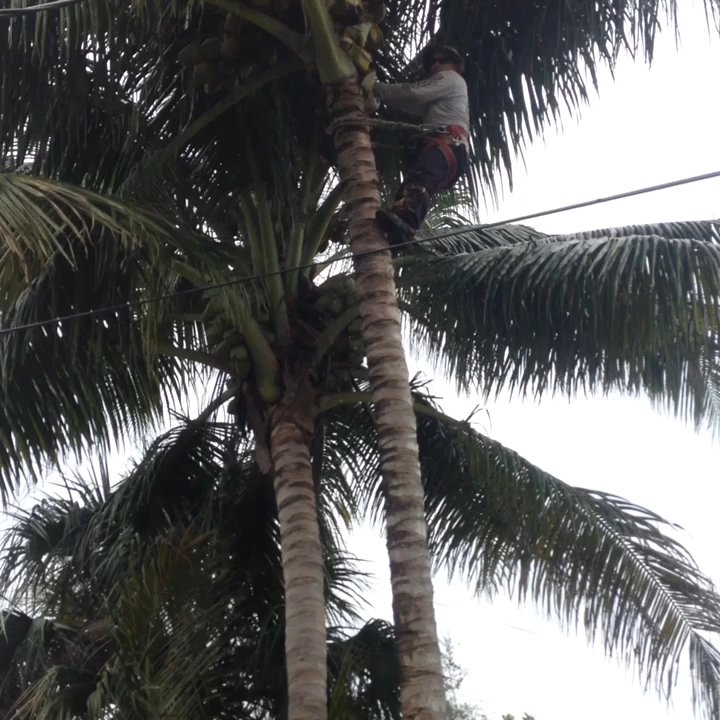 Tech 1 Landscaping - Omar at work! - Tree Services Near Me
