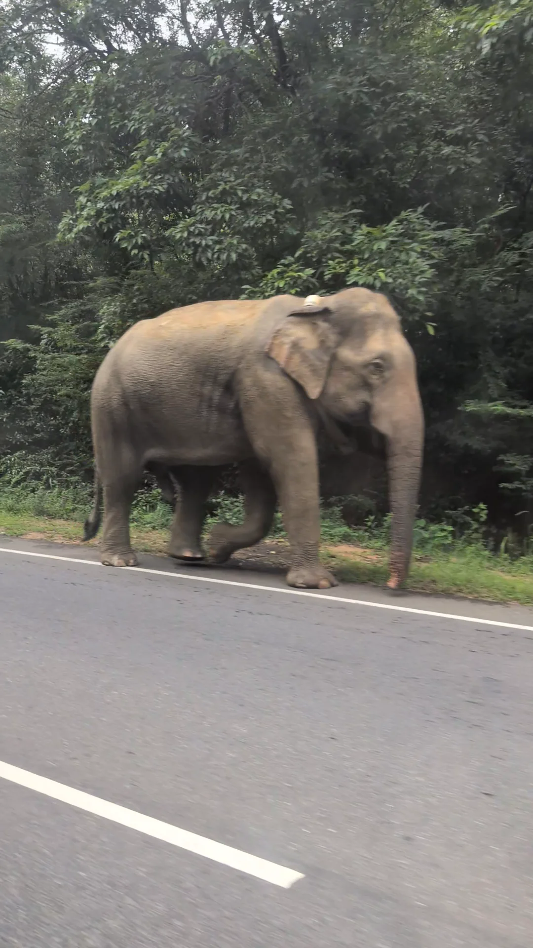 Video 14 · Alessandro · Sri Lanka 360° Winter: Sigiriya, Kandy & Sunrise atop Adam's Peak