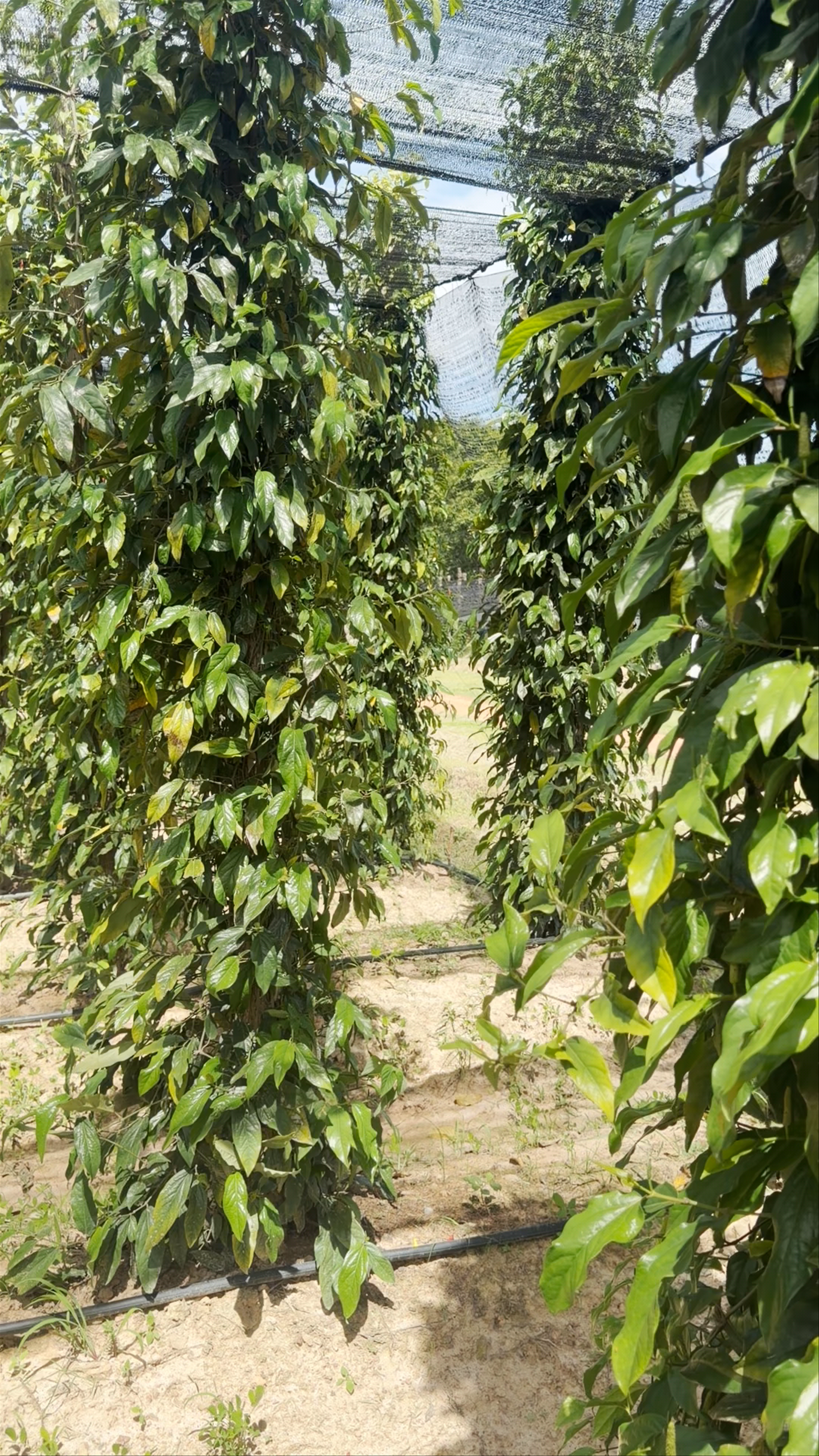 La Plantation