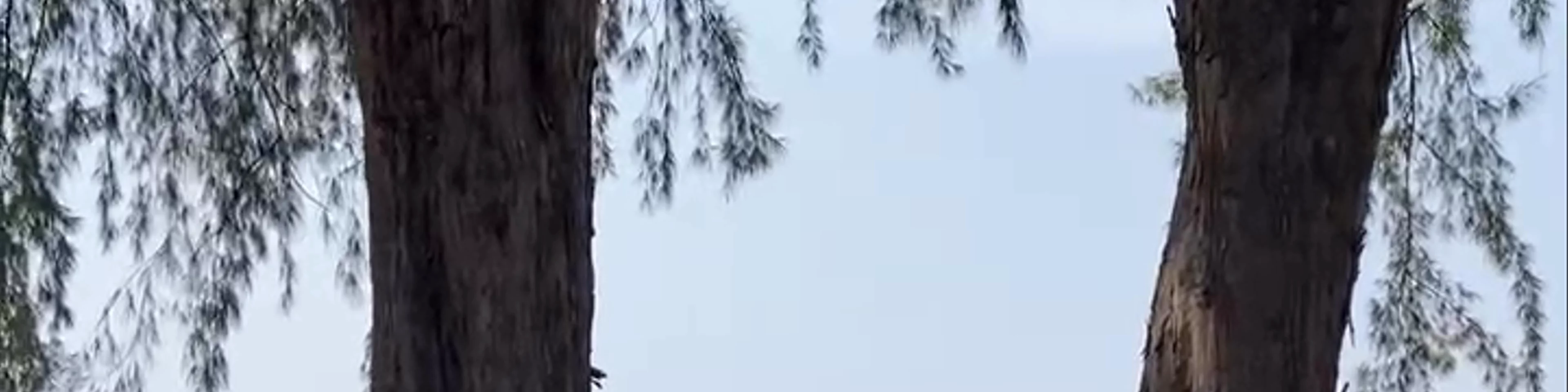 Pulau Renggis