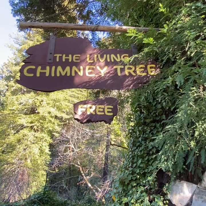 The Chimney Tree Grill - 02.19.22 Living Chimney Tree is hollow and dark inside. It is a little over a mile south of Phillipsville on Hwy 254 - Avenue of the Giants - Burgers Near Me - Phillipsville, California