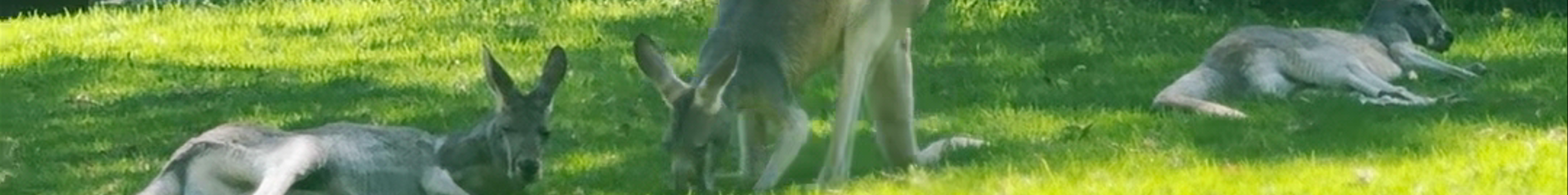 Tours & experiences in Healesville