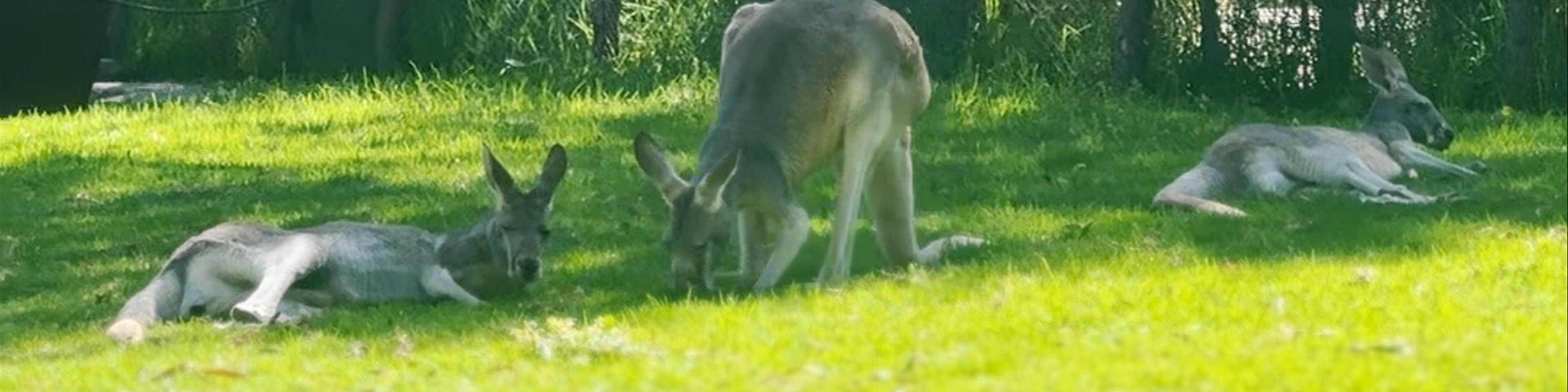 Healesville