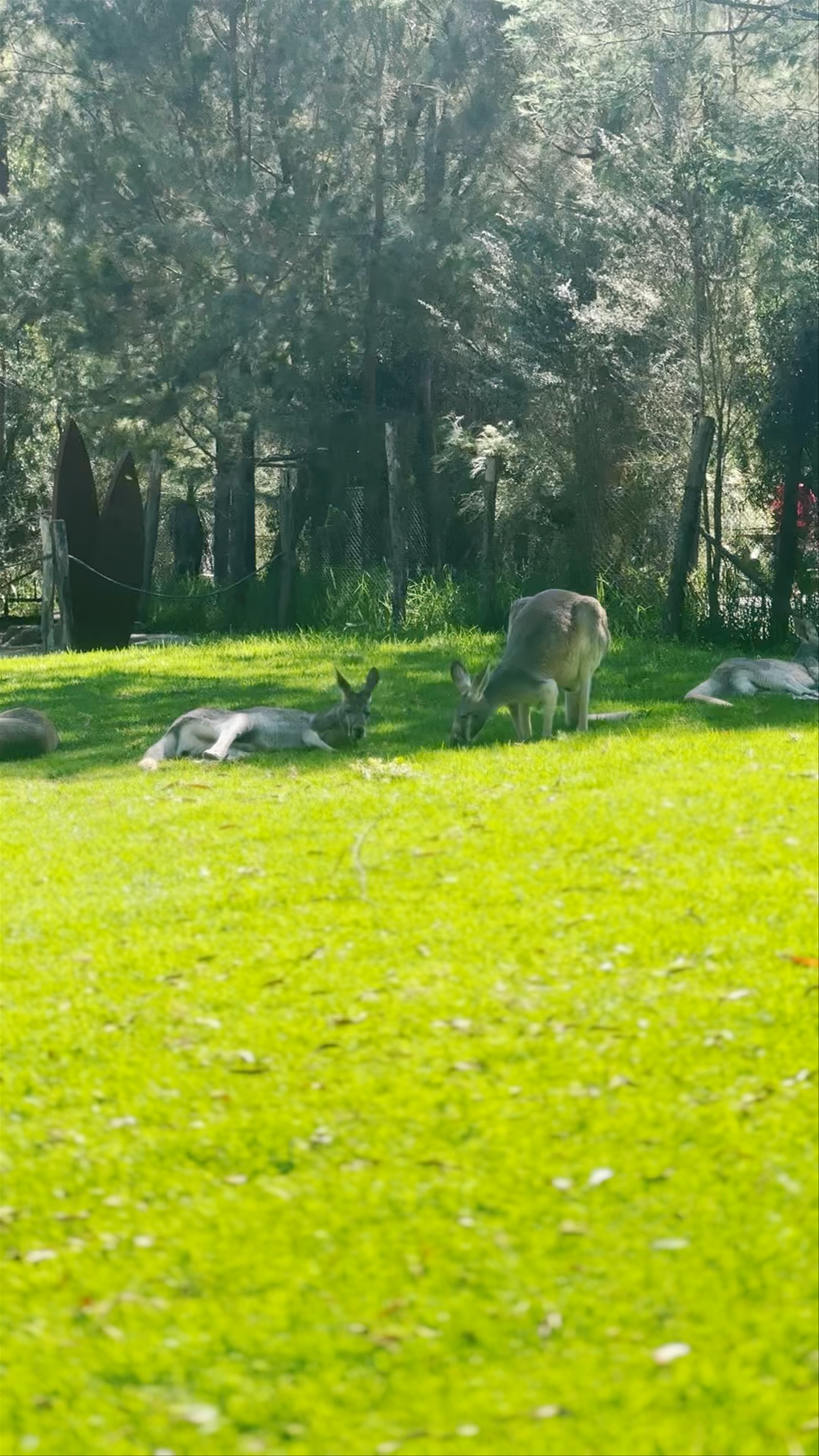 Healesville Sanctuary
