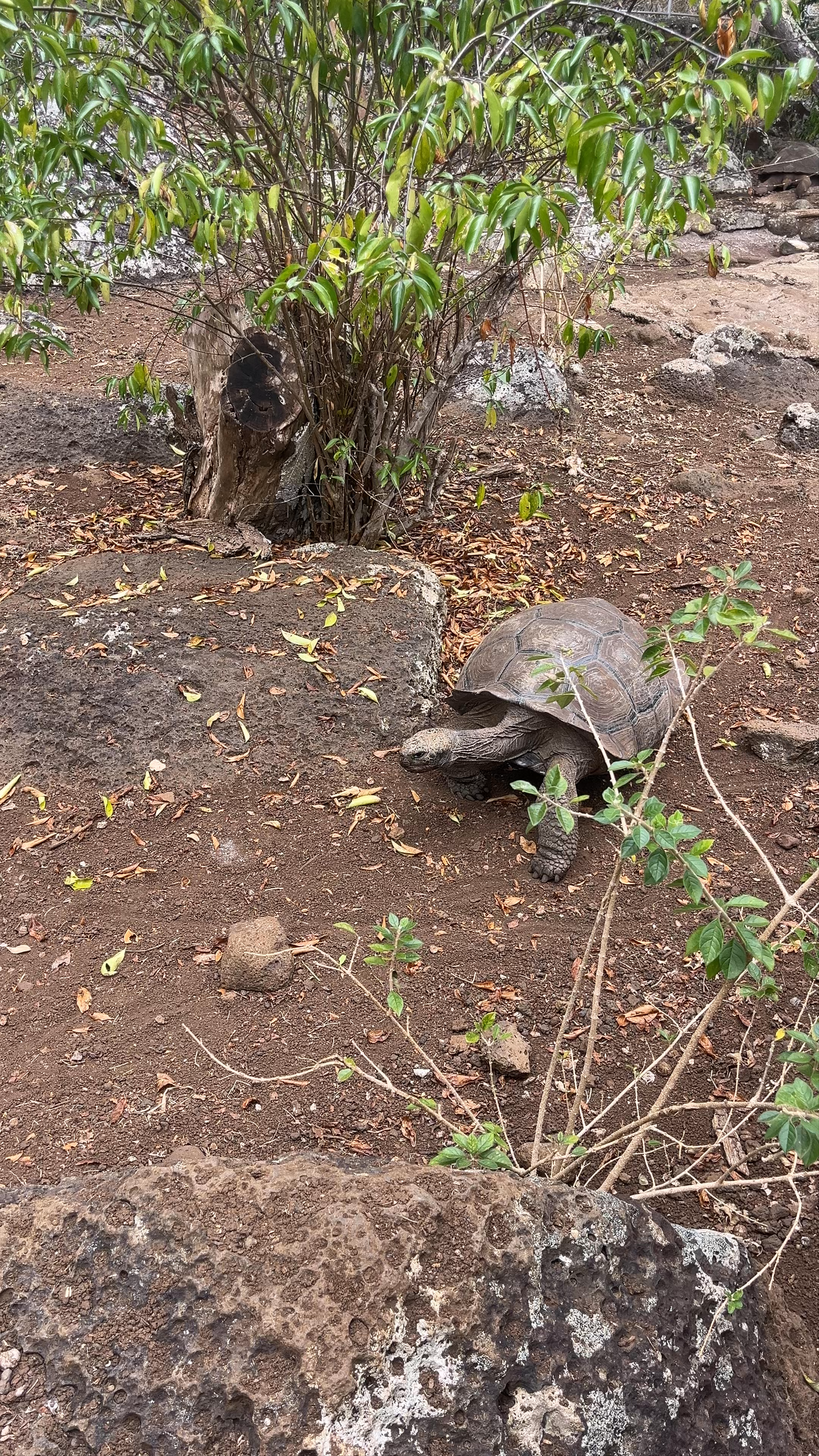 Galapaguera de Cerro Colorado