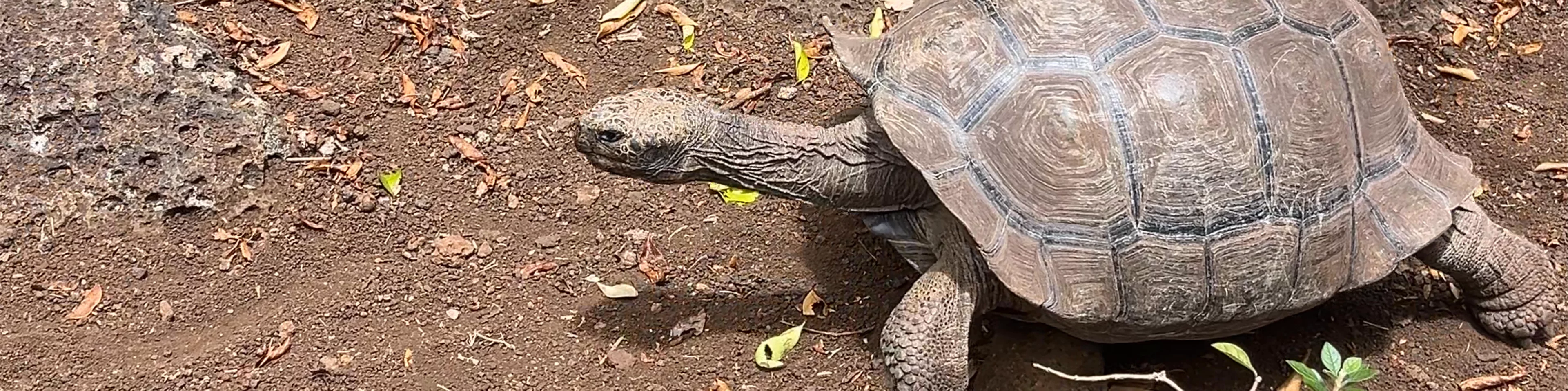 Galapaguera de Cerro Colorado