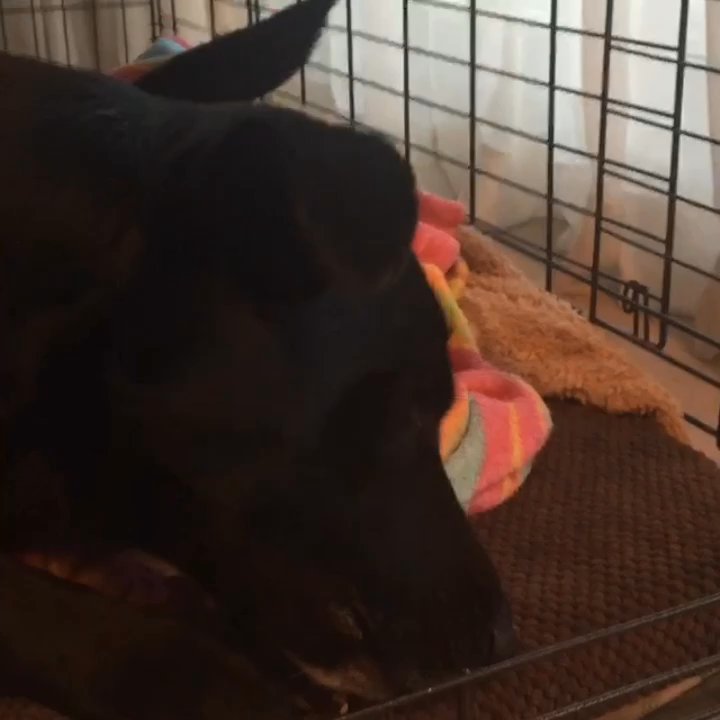 Real Dog Box - Pet Services Near Me - San Diego, California