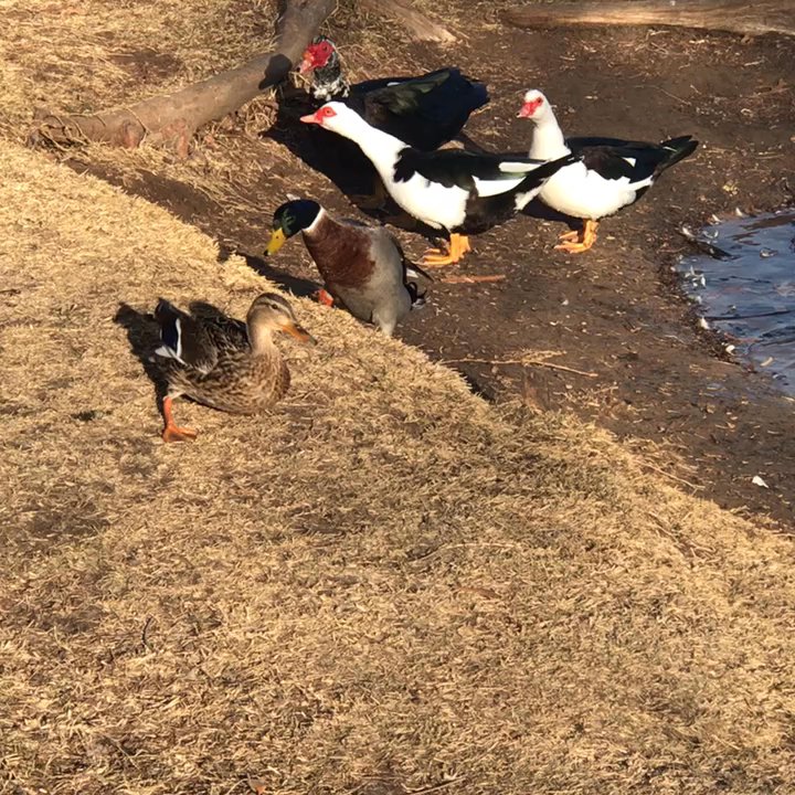 Chisholm Park - Ducks and geese's are playing... - Parks Near Me - Hurst, Texas