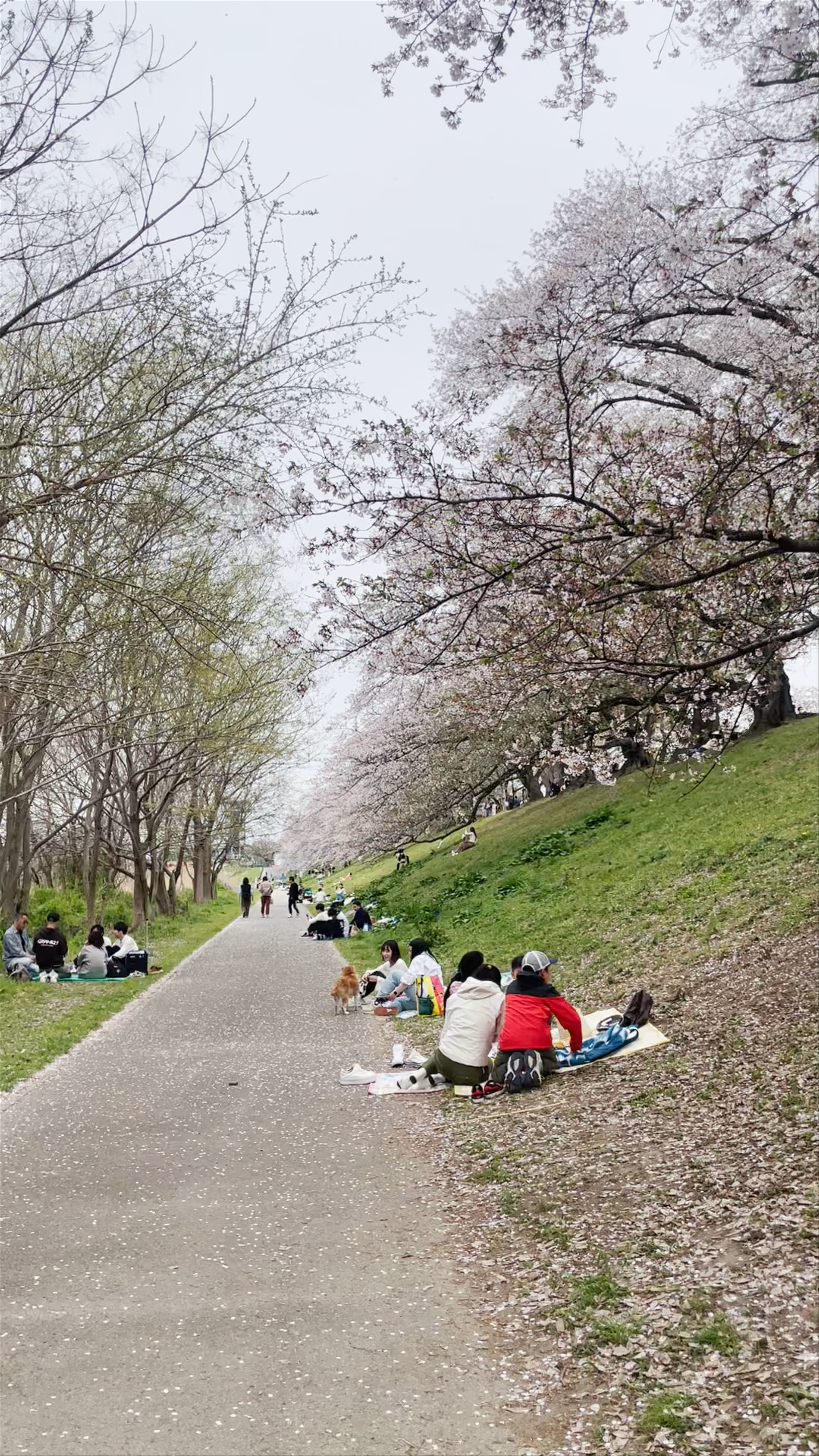 Springtime Hanami Picnic Along the Pathway at Sewaritei, Yawata, Kyoto