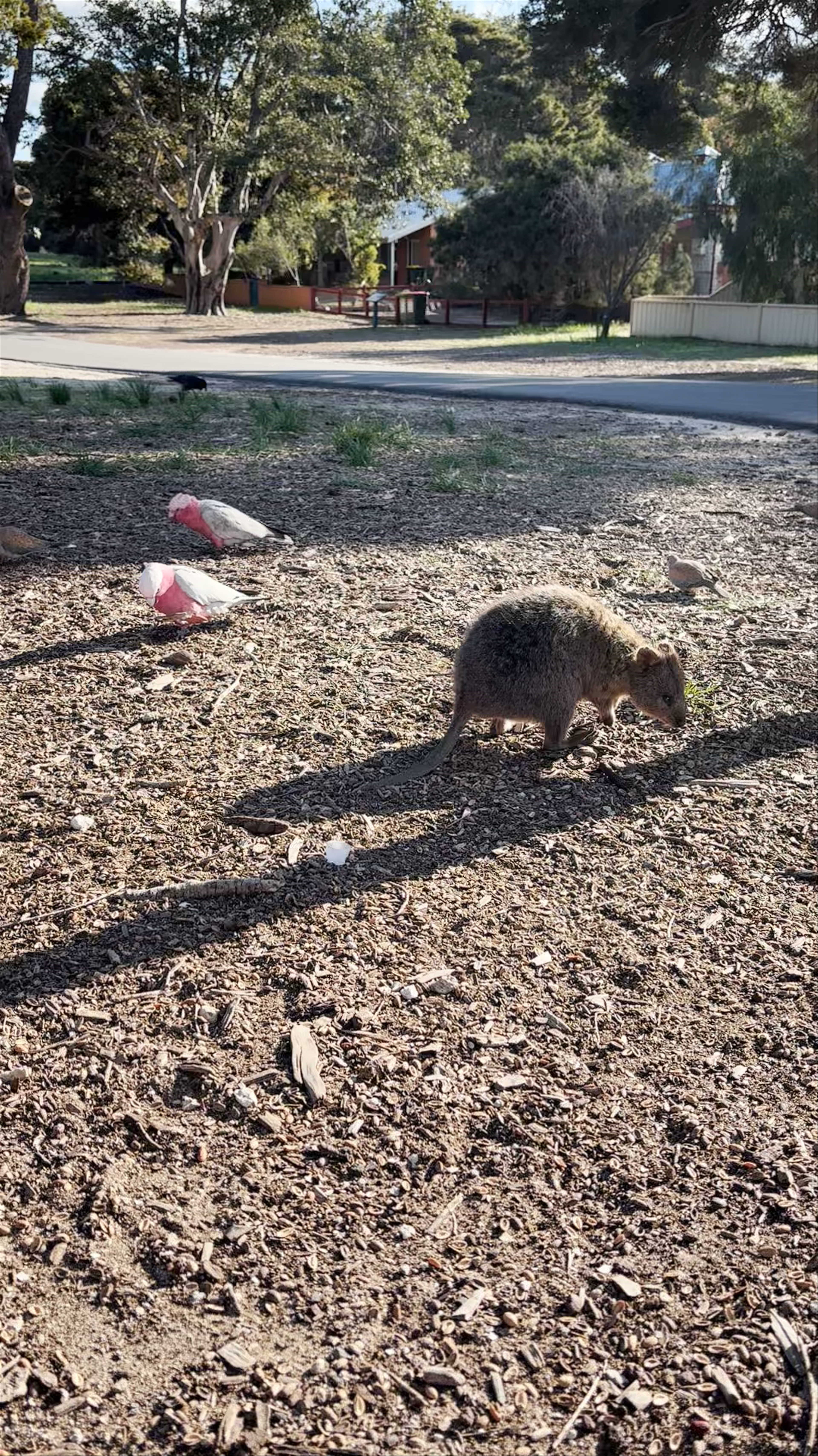 Encountering Quokkas at Rottnest Island near Fremantle