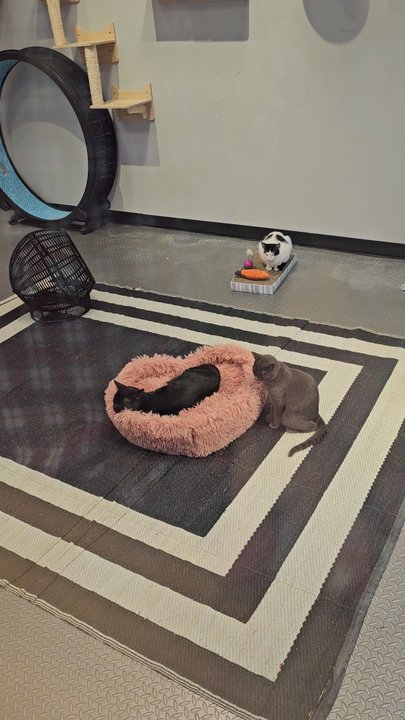 Mini Cat Town - Pet Adoption Near Me - San Jose, California